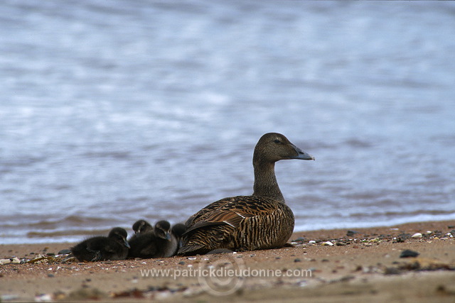 Eider (Somateria mollissima) - Eider a duvet - 20477