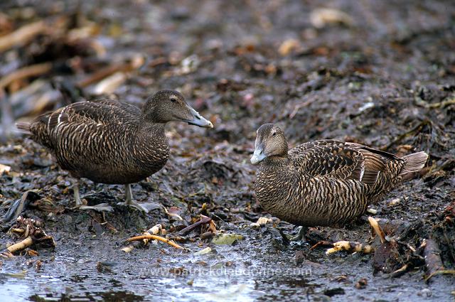 Eider (Somateria mollissima) - Eider a duvet - 20478