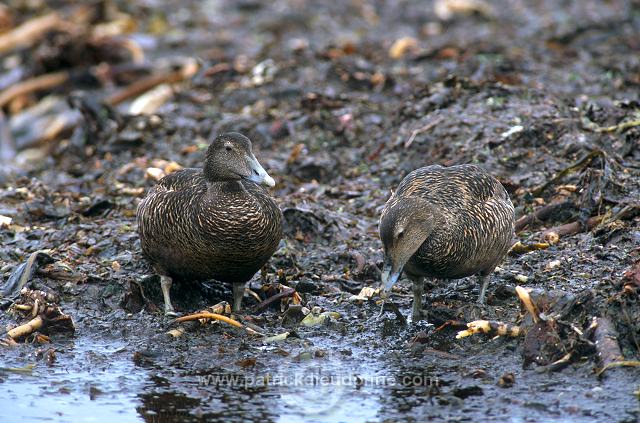 Eider (Somateria mollissima) - Eider a duvet - 20479