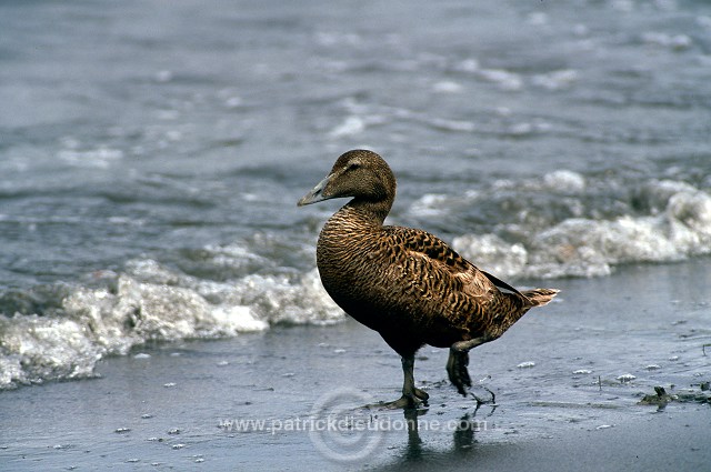 Eider (Somateria mollissima) - Eider a duvet - 20480