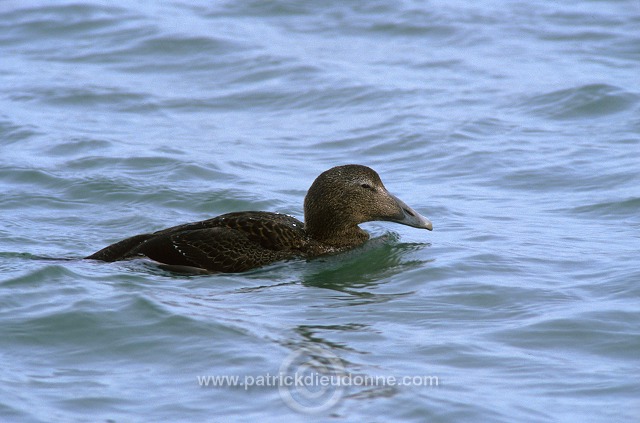 Eider (Somateria mollissima) - Eider a duvet - 20481