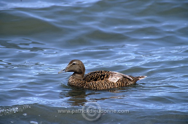 Eider (Somateria mollissima) - Eider a duvet - 20482