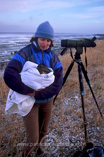 Eider (Somateria mollissima) - Eider a duvet - 20483