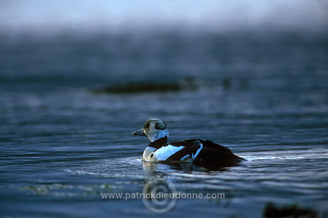 Steller's Eider (Polysticta stelleri) - Eider de Steller - 20485