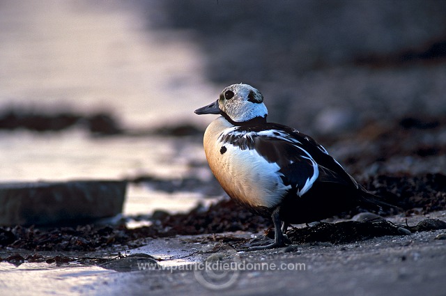 Steller's Eider (Polysticta stelleri) - Eider de Steller - 20484