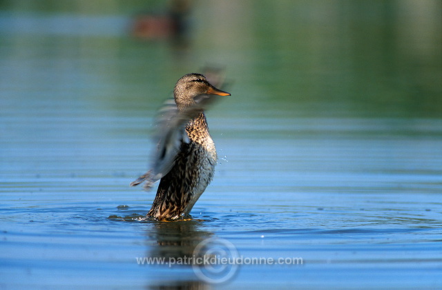 Gadwall (Anas strepera) - Canard Chipeau - 20486