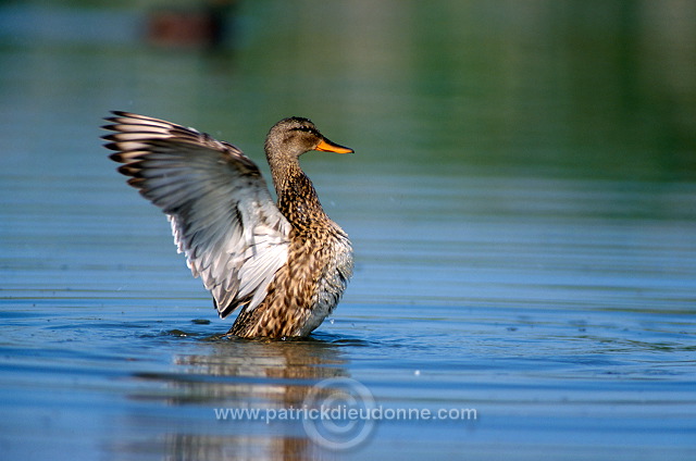 Gadwall (Anas strepera) - Canard Chipeau - 20487