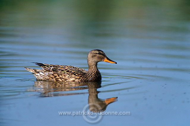 Gadwall (Anas strepera) - Canard Chipeau - 20488