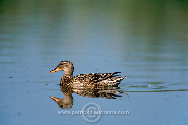 Gadwall (Anas strepera) - Canard Chipeau - 20489