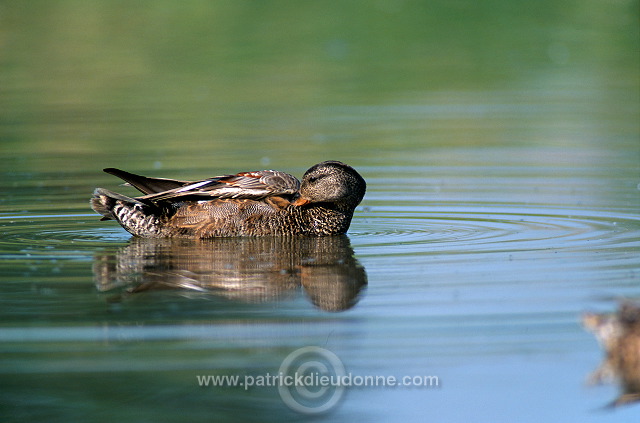 Gadwall (Anas strepera) - Canard Chipeau - 20490