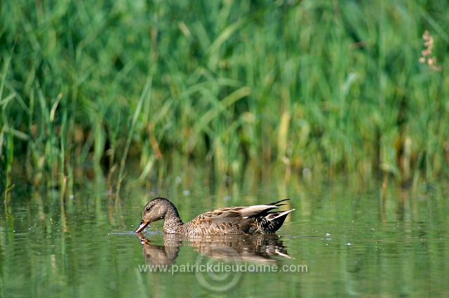 Gadwall (Anas strepera) - Canard Chipeau -  20491