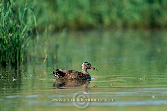 Gadwall (Anas strepera) - Canard Chipeau -  20492