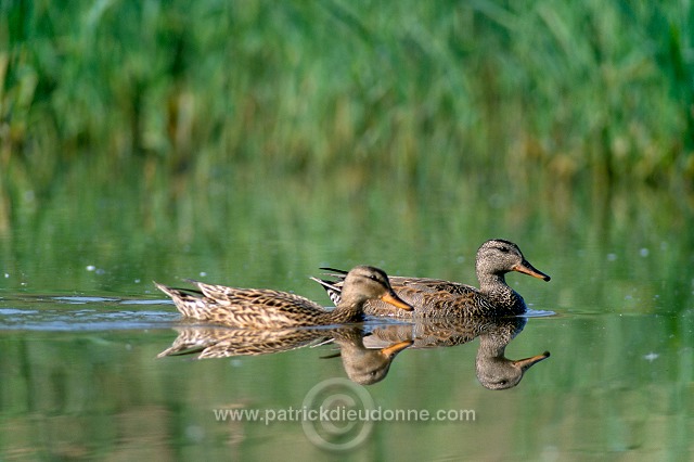 Gadwall (Anas strepera) - Canard chipeau -  20493