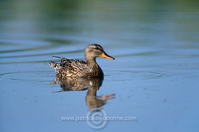 Gadwall (Anas strepera) - Canard chipeau -  20494