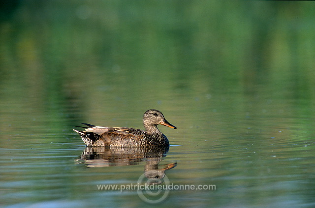 Gadwall (Anas strepera) - Canard chipeau -  20495