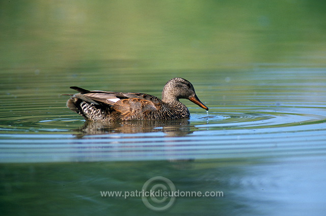 Gadwall (Anas strepera) - Canard chipeau -  20496