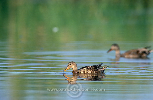 Gadwall (Anas strepera) - Canard chipeau -  20497