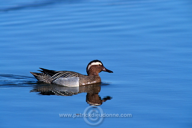 Garganey (Anas querquedula) - Sarcelle d'ete -  20499