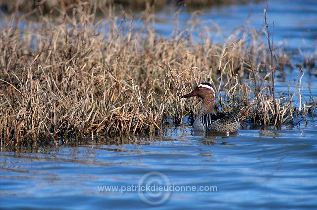 Garganey (Anas querquedula) - Sarcelle d'ete -  20500