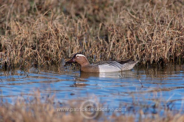 Garganey (Anas querquedula) - Sarcelle d'ete -  20498