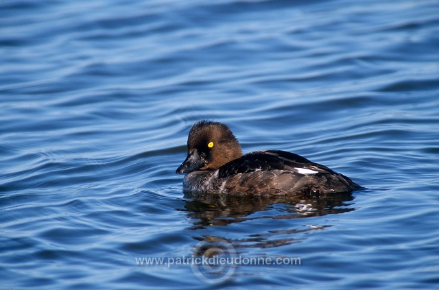 Goldeneye (Bucephala clangula) - Garrot a oeil d'or -  20501