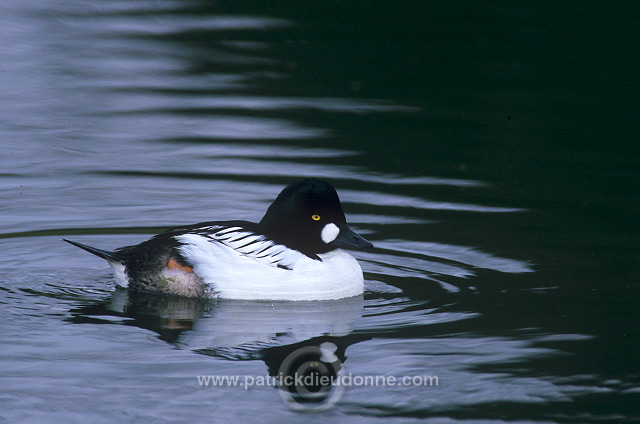 Goldeneye (Bucephala clangula) - Garrot a oeil d'or -  20502