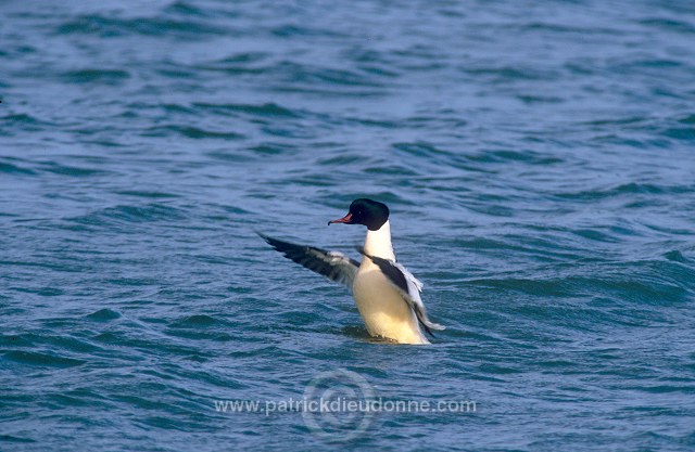 Goosander (Mergus merganser) -  Harle bievre - 20504