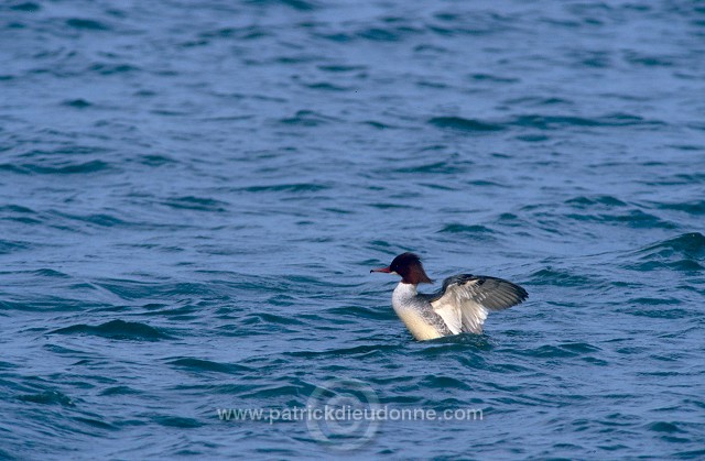 Goosander (Mergus merganser) -  Harle bievre - 20505