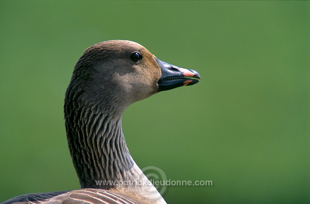 Bean Goose (Anser fabalis) - Oie des moissons - 20506