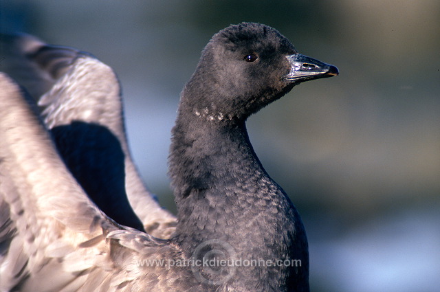 Brent Goose (Branta bernicla) - Bernache cravant  - 20507