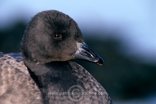 Brent Goose (Branta bernicla) - Bernache cravant - 20509