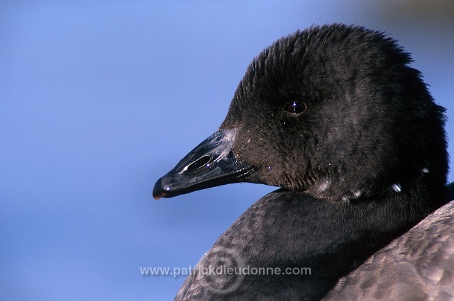 Brent Goose (Branta bernicla) - Bernache cravant - 20511