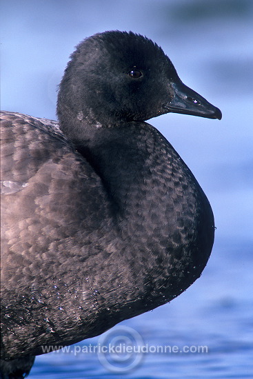 Brent Goose (Branta bernicla) - Bernache cravant - 20512