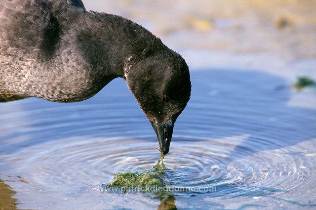 Brent Goose (Branta bernicla) - Bernache cravant - 20513