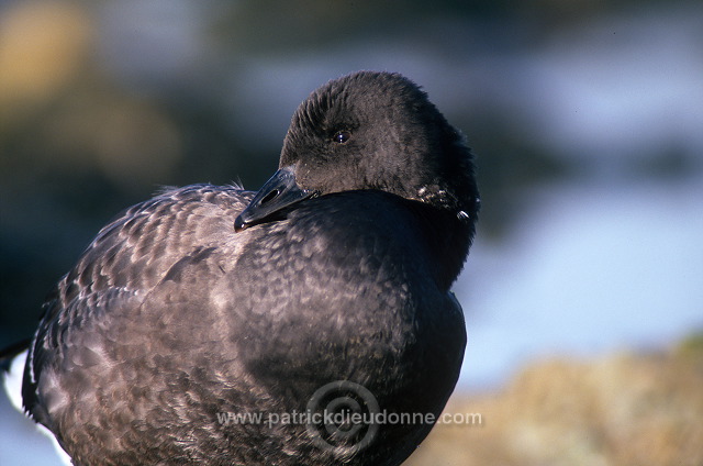 Brent Goose (Branta bernicla) - Bernache cravant - 20514