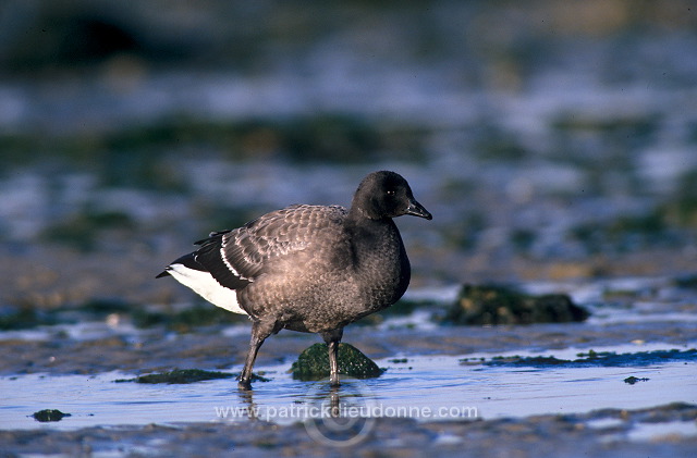 Brent Goose (Branta bernicla) - Bernache cravant - 20515