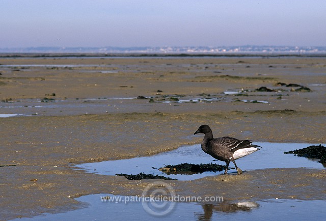 Brent Goose (Branta bernicla) - Bernache cravant - 20516