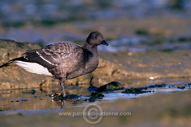 Brent Goose (Branta bernicla) - Bernache cravant - 20517