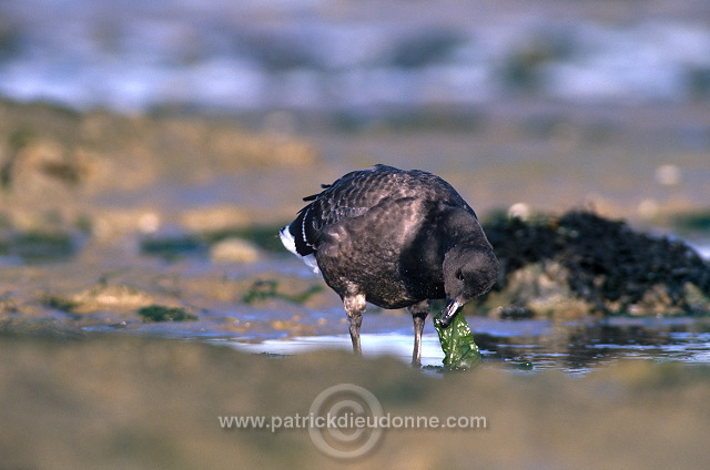 Brent Goose (Branta bernicla) - Bernache cravant - 20518