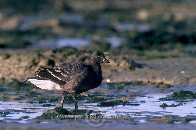 Brent Goose (Branta bernicla) - Bernache cravant - 20519