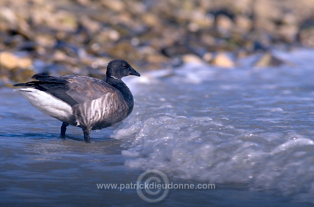 Brent Goose (Branta bernicla) - Bernache cravant - 20520