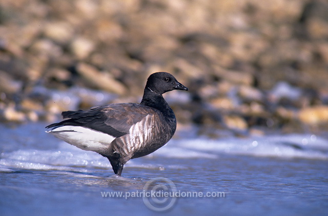 Brent Goose (Branta bernicla) - Bernache cravant - 20521