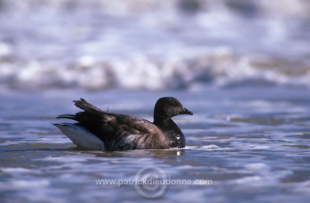 Brent Goose (Branta bernicla) - Bernache cravant - 20522