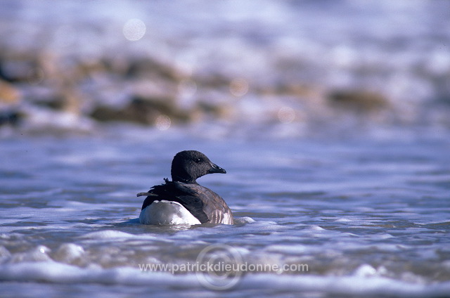 Brent Goose (Branta bernicla) - Bernache cravant - 20523