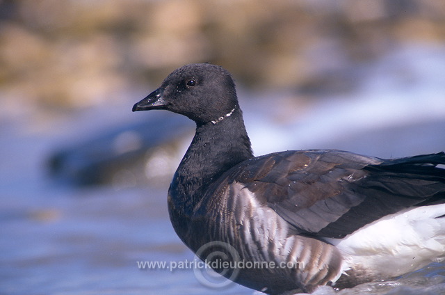 Brent Goose (Branta bernicla) - Bernache cravant - 20524