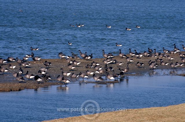 Brent Goose (Branta bernicla) - Bernache cravant - 20525