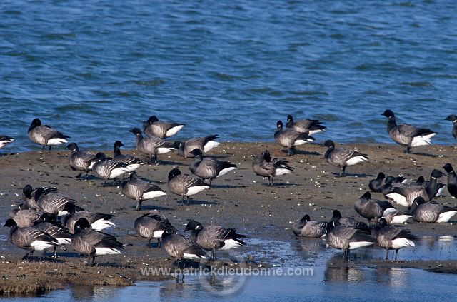 Brent Goose (Branta bernicla) - Bernache cravant - 20526