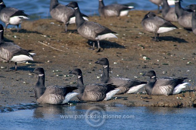 Brent Goose (Branta bernicla) - Bernache cravant - 20527