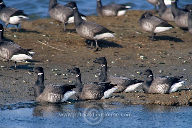 Brent Goose (Branta bernicla) - Bernache cravant - 20527