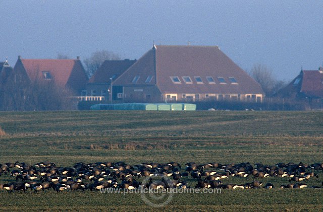 Brent Goose (Branta bernicla) - Bernache cravant - 20528